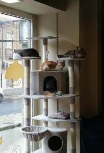 Cat Cafè Gatto in Tazza