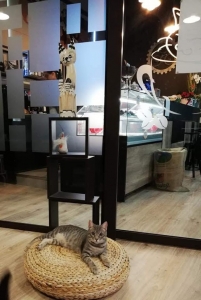 Cat Cafè Gatto in Tazza